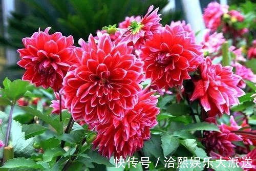 养护|它是“大花王”,开花如盆,花色美艳,养护简单,值得养一盆!
