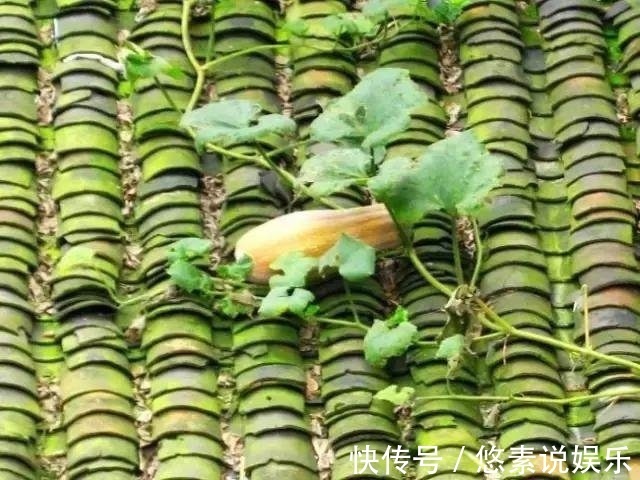 风景|你家南瓜在土里，我家南瓜长腿，爬房顶上看风景！