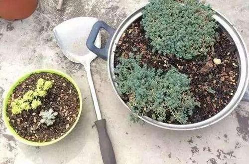 养花|除了花盆之外,这些东西也是绝佳的养花神器,你用过吗?