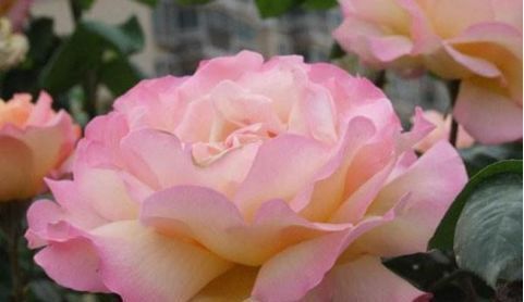 不会养花就买3种“便宜花”,几块钱1盆,年年开花不断,超漂亮