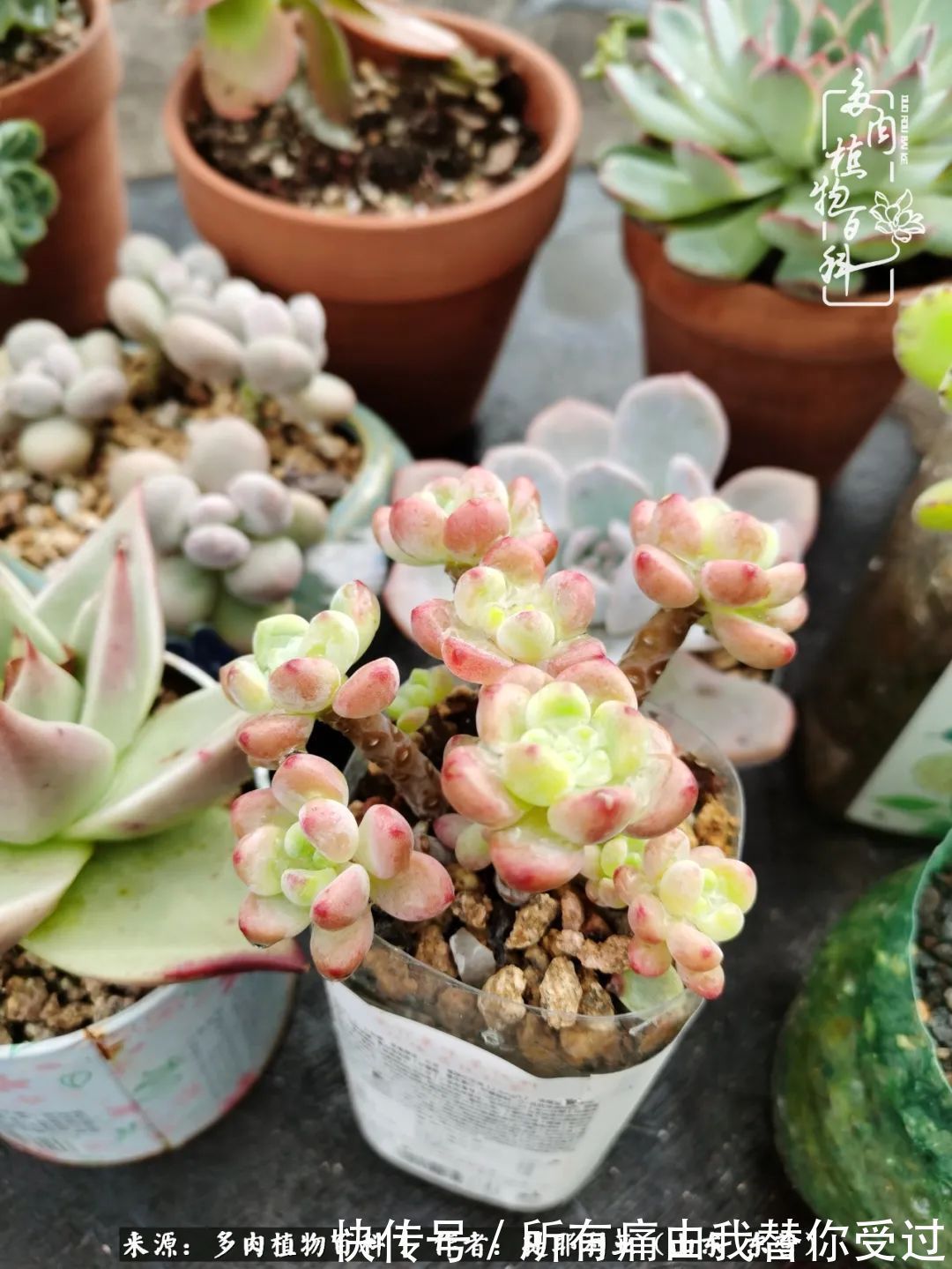 人如多肉,经阳光雨露历练后,亦会越挫越勇!