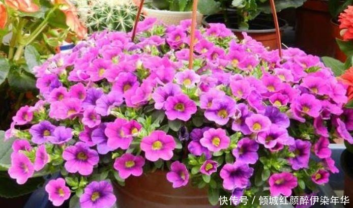 杜鹃花|4种便宜花,别小看,开花漂亮花期长,好养又漂亮