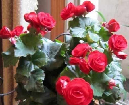 这5种花耐阴又好养,净化空气一级棒,家里养1盆,异味都消失