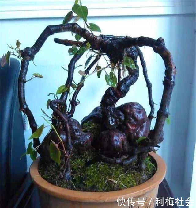 灵芝|4种“名贵中药”做盆景,一养就是30年,土豪出价“5万”都不卖!