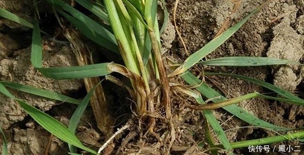 自制“生根剂”,让快死的植物重新焕发生机