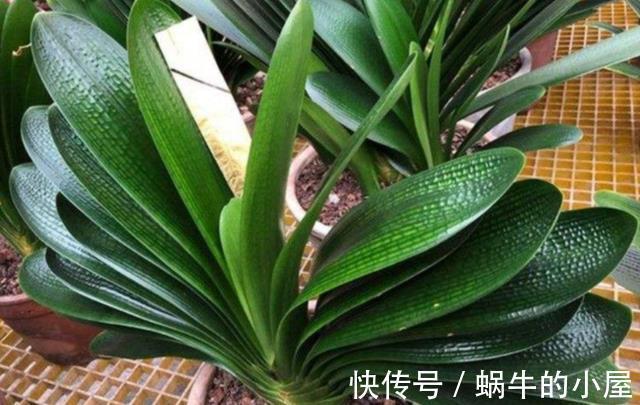 盆栽|立秋后,打理君子兰盆栽,甭急着干这3件事,不然人受穷花遭殃