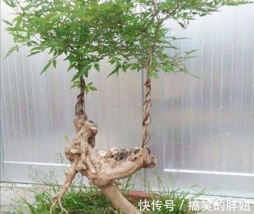 修剪|农村大爷不养花,用山上黄荆做成盆景,更具观赏性