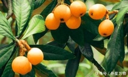 枇杷|肝火旺盛,不要只是强迫孩子喝水,这水果是灭火的武器,就足够了