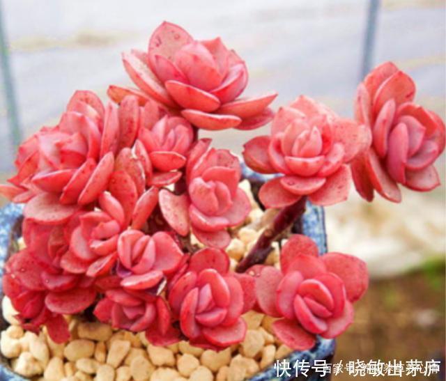 6种皮实好养的多肉，冬天阳光一照叶色鲜红鲜红的