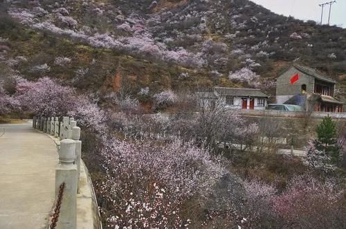 走！去崆峒山看桃花……