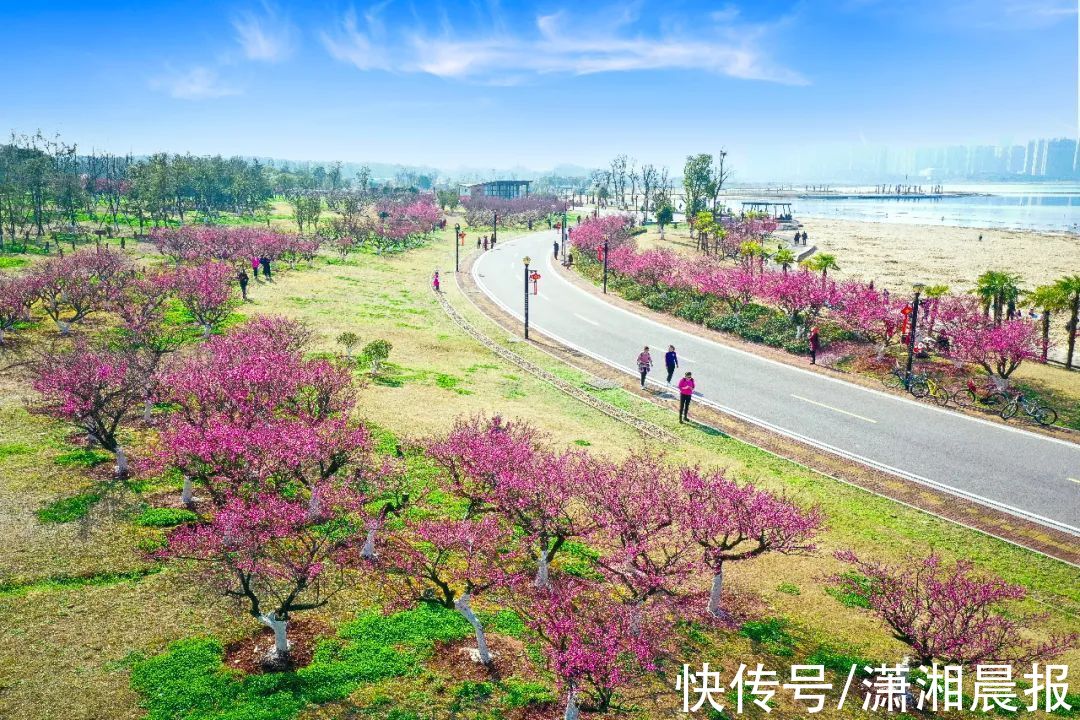 松雅湖|长沙松雅湖边的梅花开了，错过再等一年