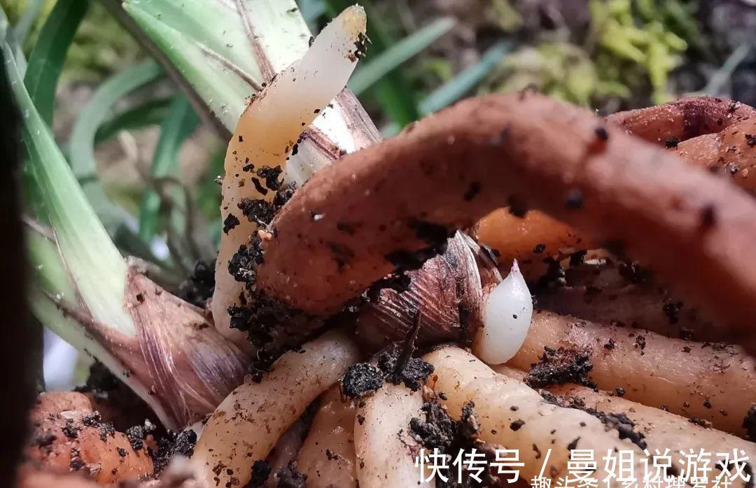 腐殖土|这样制作兰花植料，兰花不会烂根，花苞也更饱满