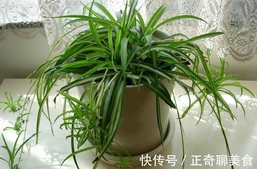 黄叶|养吊兰，每个月放3粒“它”，一点黄叶也没了，谁见了都说：美