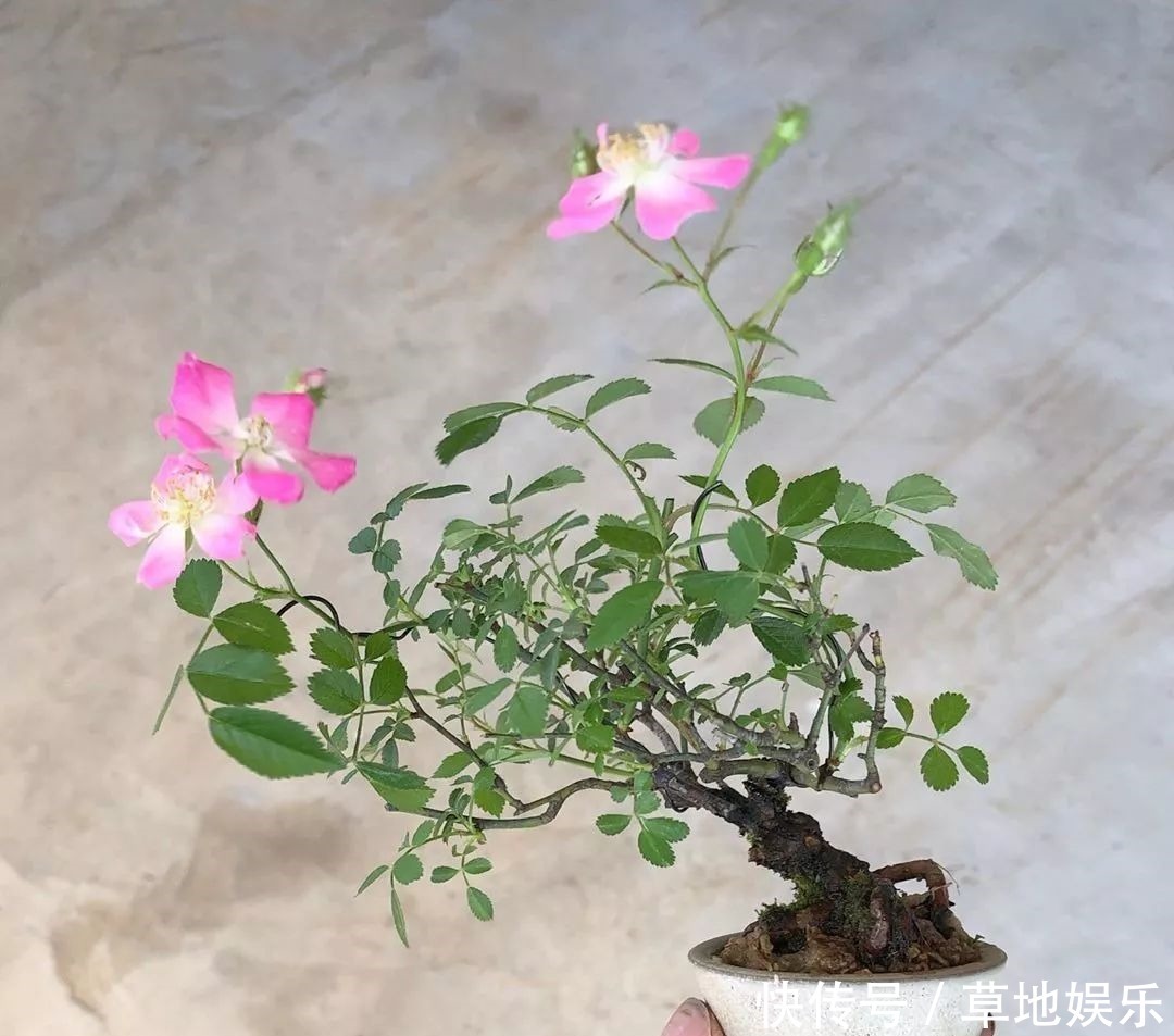 迷你的盆景艺术,小树开花