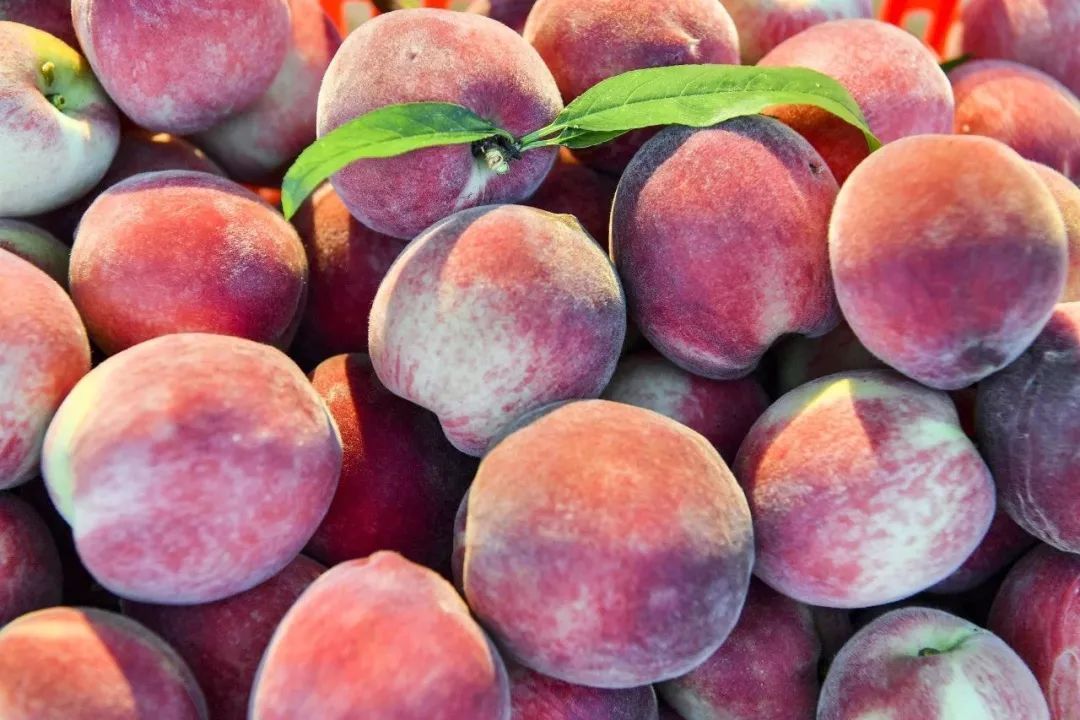 石榴|女性想要皮肤好,要坚持吃四种食物,淡化皱纹、滋润身体