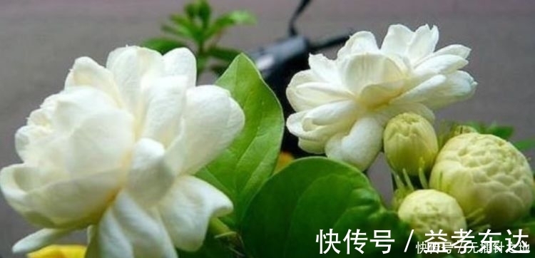 名字|5种花不仅名字好听，花也超美，繁花似锦，美极了