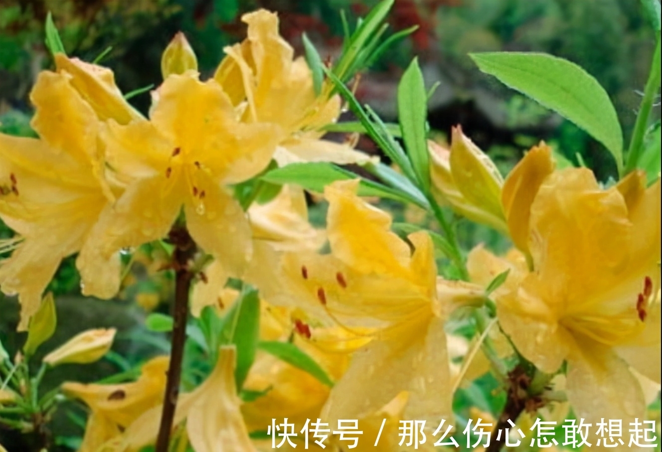 数据库|漂亮的有毒花，认识20种“大毒花”，涨知识不吃亏