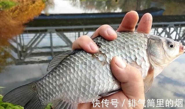 小药|钓鲫鱼怎样搭配线组钓鲫鱼该如何调漂钓鲫鱼的看漂抓口技巧!