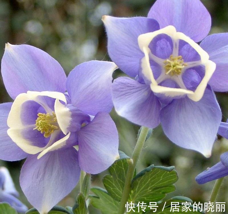 养花试试这几款,不仅花好看,叶片也很清新,而且它很耐阴