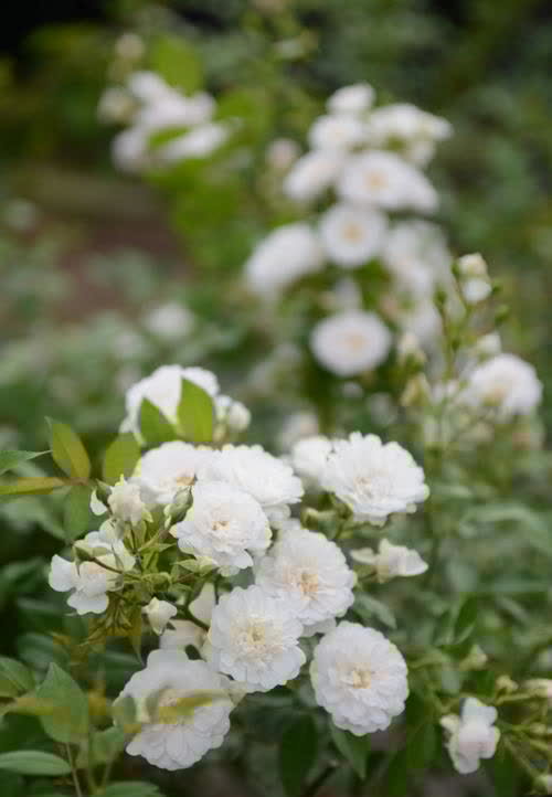花草今春新宠“彗星”藤本月季花,一起看看它的特点和养护要点