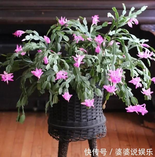 蟹爪兰简单扦插出几十盆，今后随便养，烂掉几棵也有底气