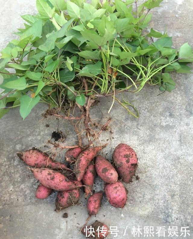 红薯|秋天剪下1根红薯藤,插盆土里,一个冬天吃不完,收获一茬又一茬