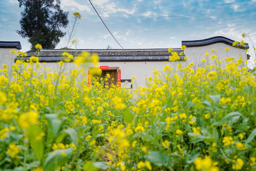 古厝油菜花，福州地铁直达的赏花佳处