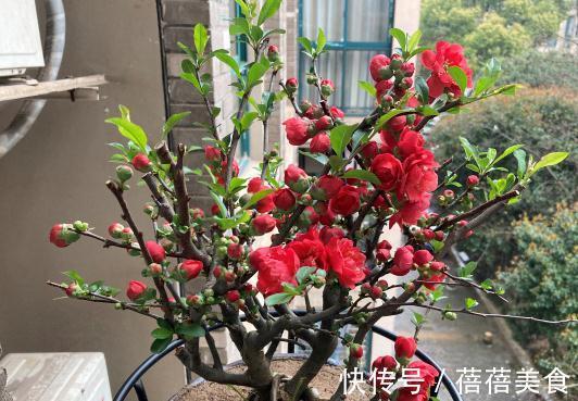 3种“老花树”,能活一百年,冬天不怕冷,开满“吉祥花”