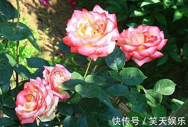 小花|月季冒出花蕾,却被“蚜虫”包围,学会这几招,1个月消灭病虫害