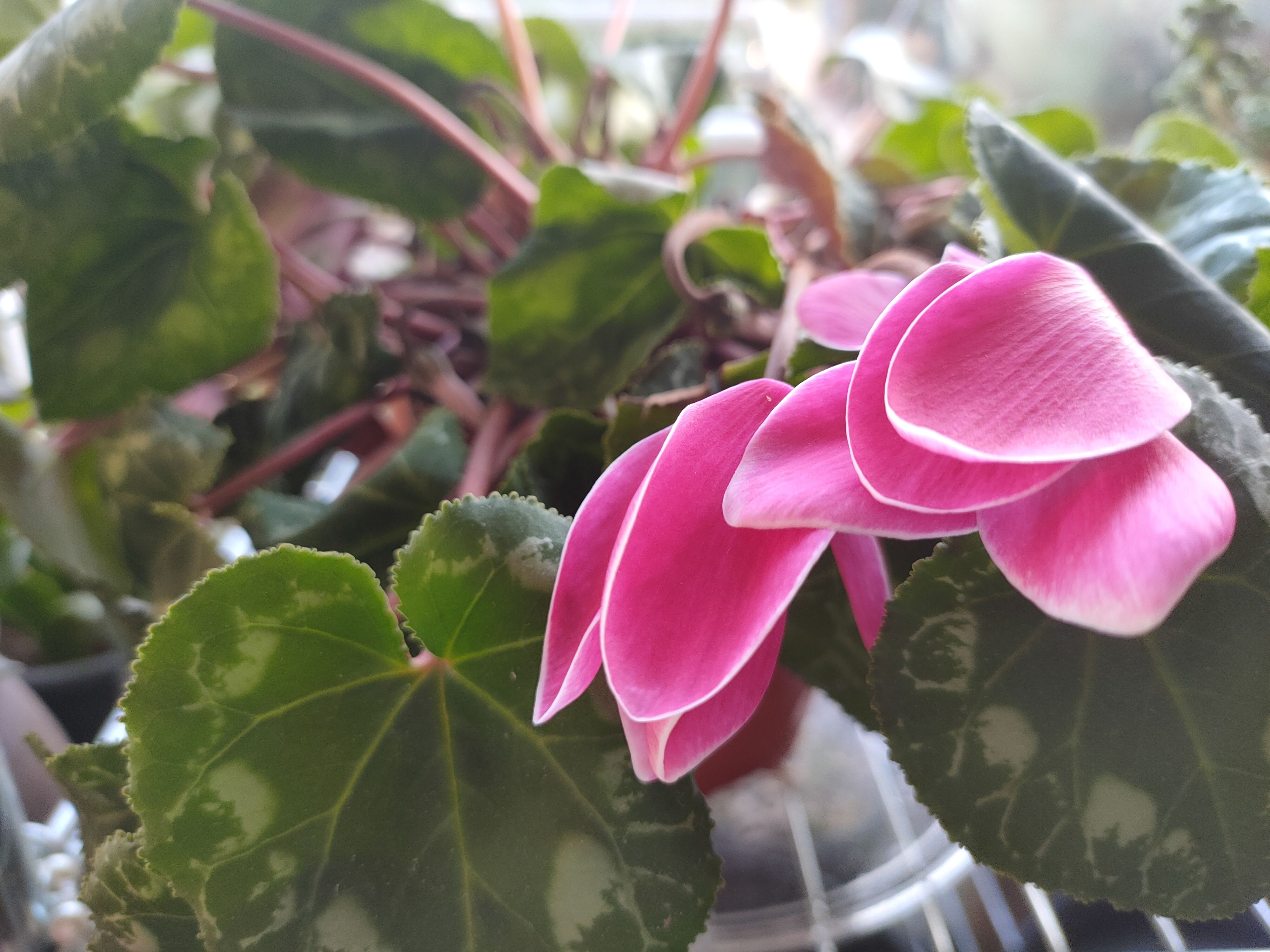 经验分享｜仙客来已开花170天，不断萌发新芽，轻松再开60天