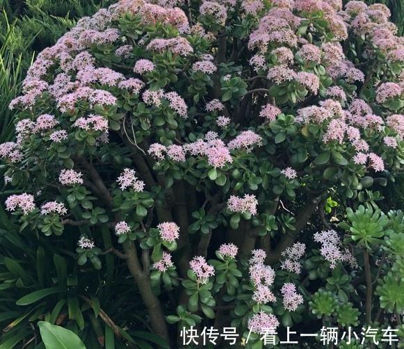 养玉树掌握几个关键点,一年变老桩,轻松长成树