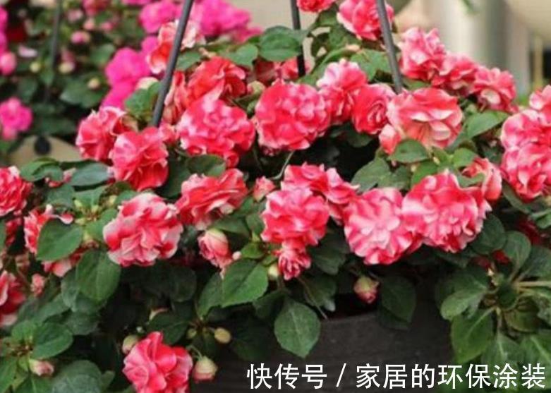 长春花|盘点10款漂亮花，号称“开花机器”，一开就是300天，适合新手