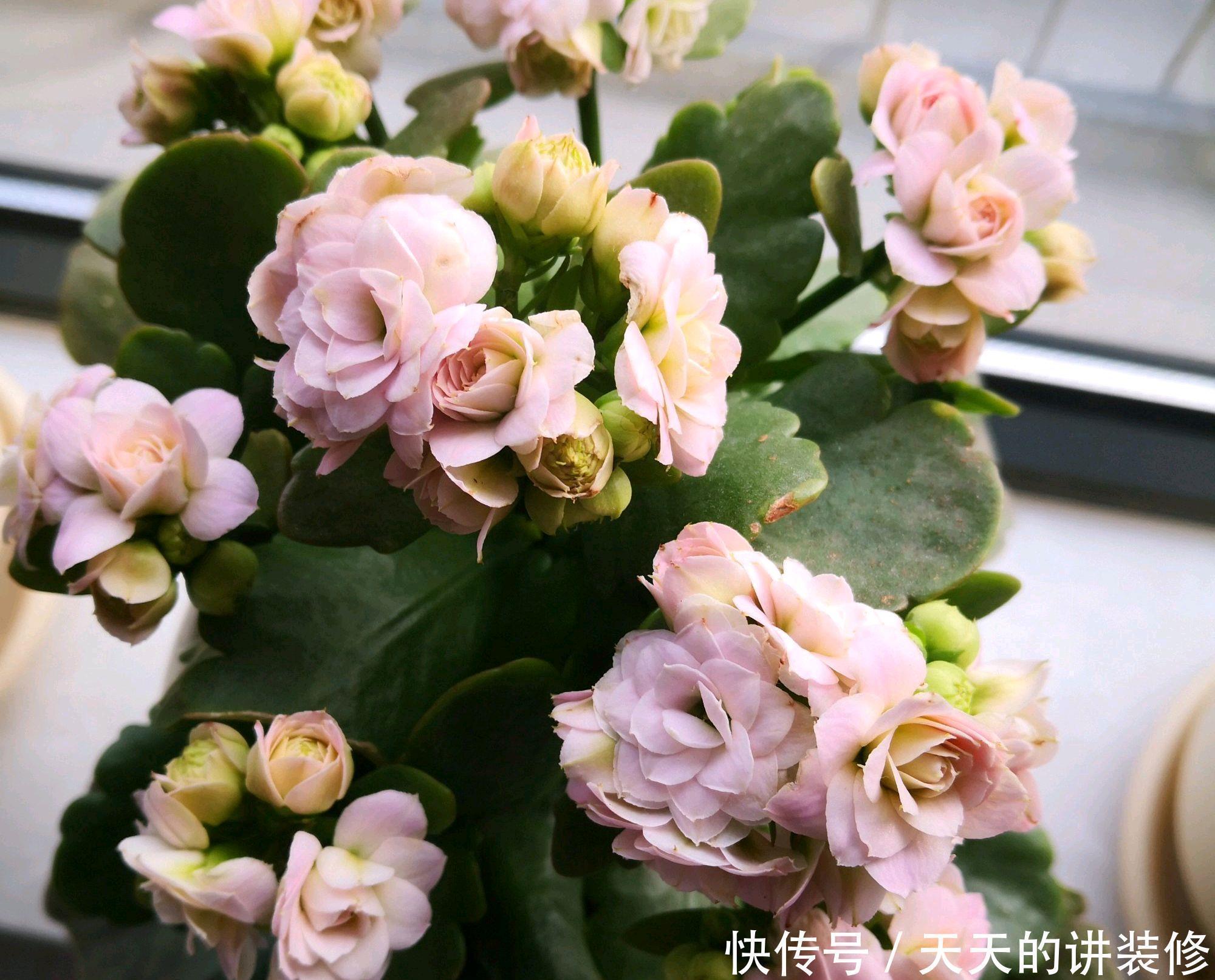 花苞|第一次养长寿花老桩,花苞呼之欲出就是不开花,两个催花技巧