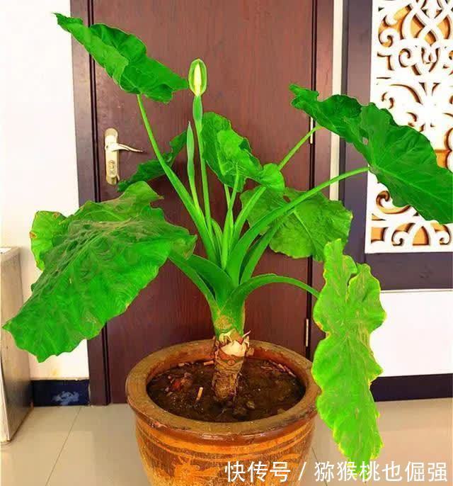 香雪兰|鲜花家里放,花旺“人不旺”,养花4个坑,人不健康,家不旺