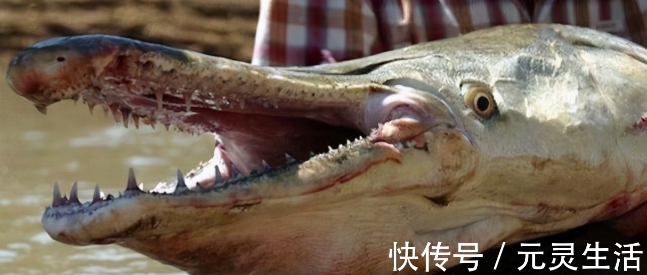 动漫|日本的可怕昆虫你见识过么?动漫创意来源!