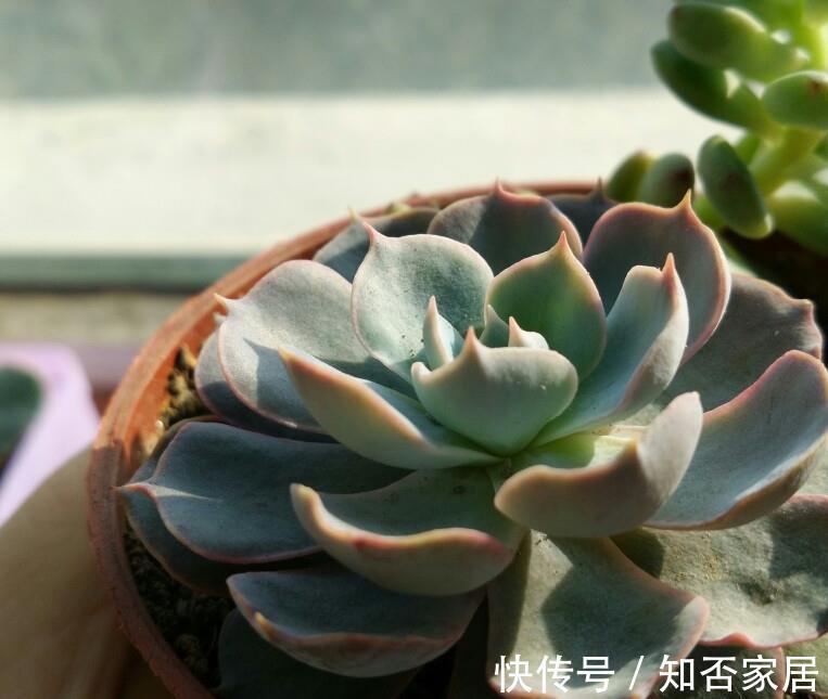 阳台上|7月养多肉就选这款夏型种,天热爱上色、出状态,值得拥有