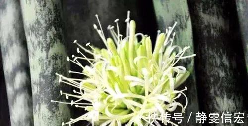 养虎皮兰,营养水7天浇一次,叶子亮又绿,边开花边长芽!