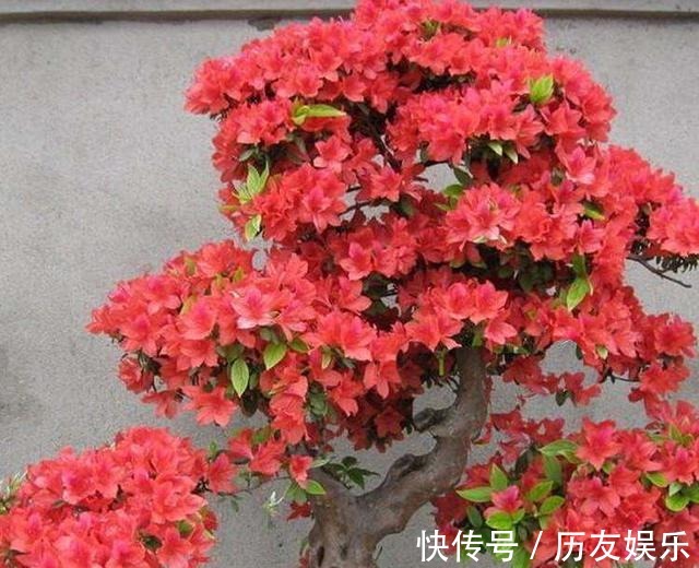 盆栽|室外养杜鹃花,注意5个“细节”,枝繁叶茂,开花满枝,长成老桩