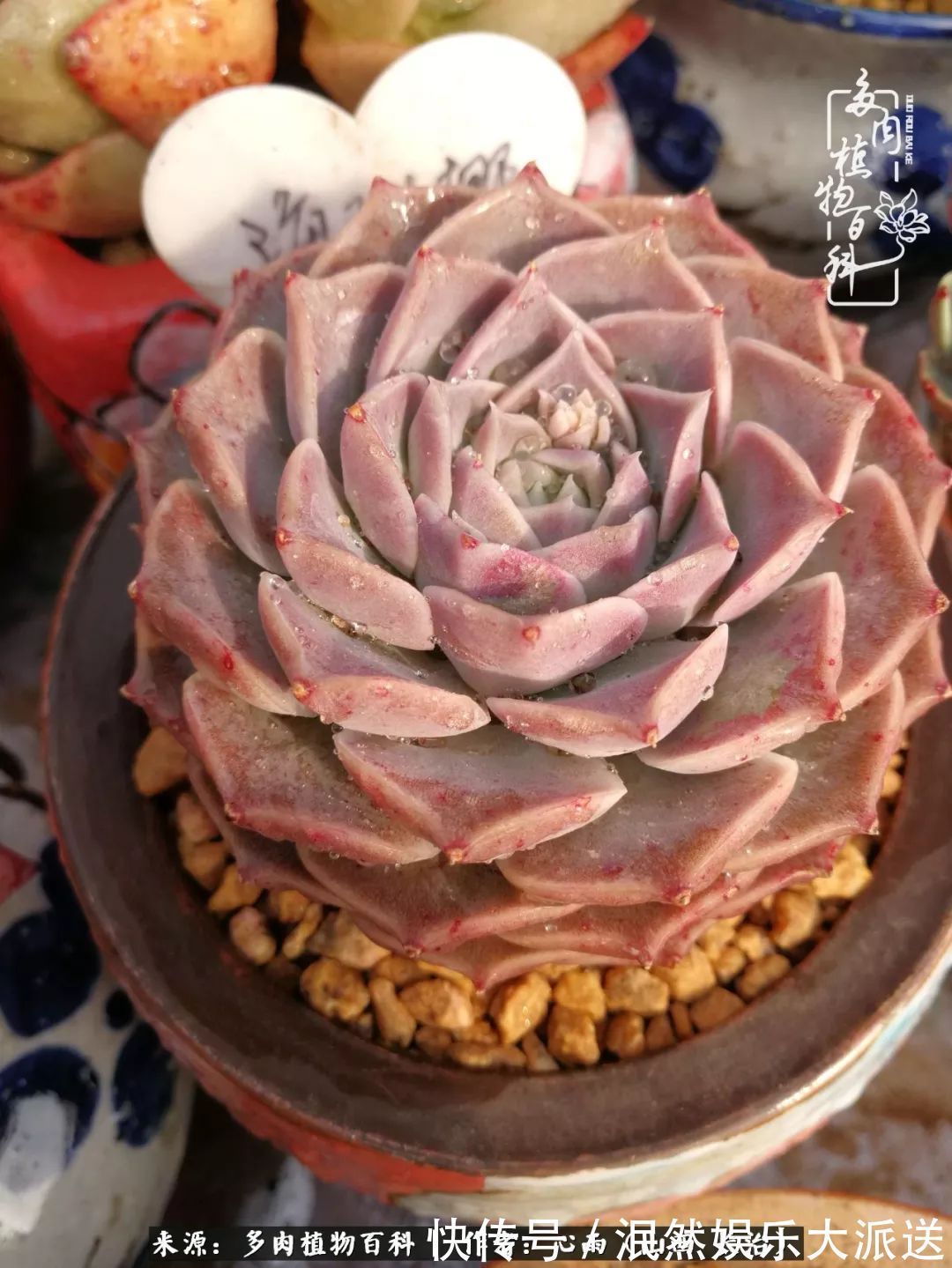 蚧壳虫|为肉痴狂!多肉植物也会用最美的容颜报答我们的勤劳付出!