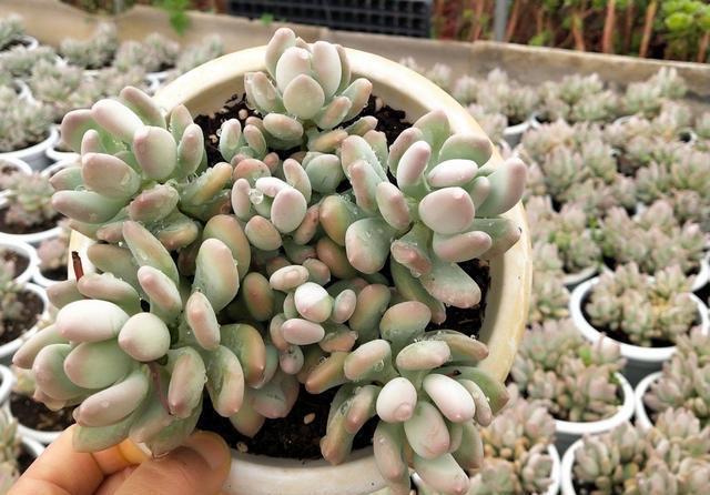 光照|美人系多肉中的颜值担当三日月美人,叶尖带有红晕,看一眼就喜欢