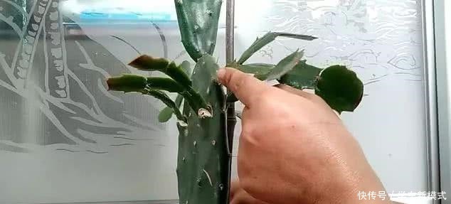 仙人掌嫁接蟹爪兰,先长“壮汉身”,再长蟹爪兰,避免被“吸干”!