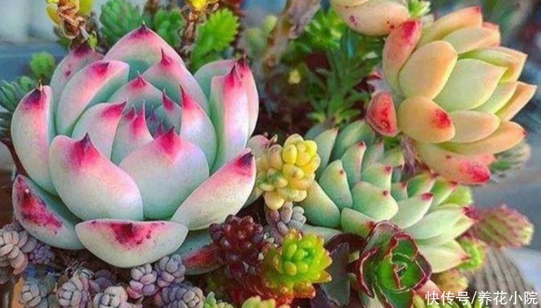 植株|天气暖和了,把多肉搬出来晒晒太阳,叶色绚丽多姿,观赏性强