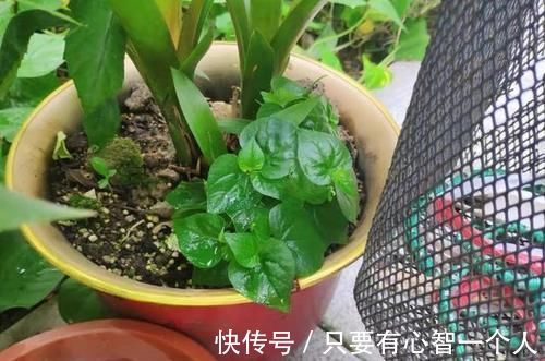 自制肥料难不难?有着20年经验的养花人:懂“这2样”就够了