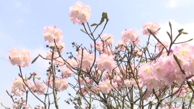 龙胜伟江杜鹃花漫山遍野惹人醉