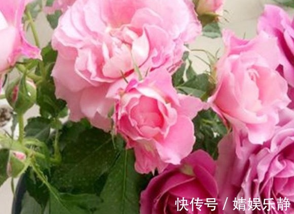 无机肥|月季难开花,注意这1个“关键点”,促根又促花,花开才不会少