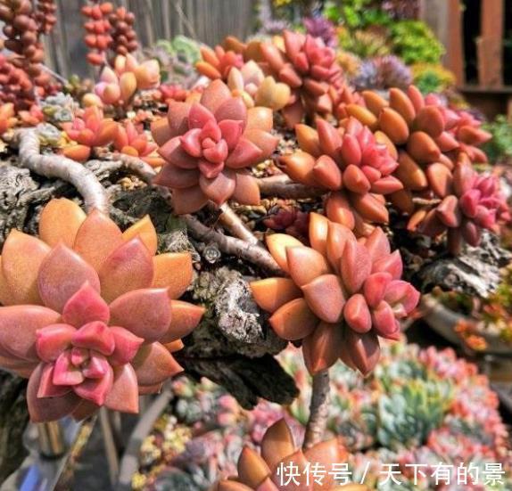 植株|秋天养多肉,5个要点要谨记,不然肉肉黄叶黑腐剩个空盆