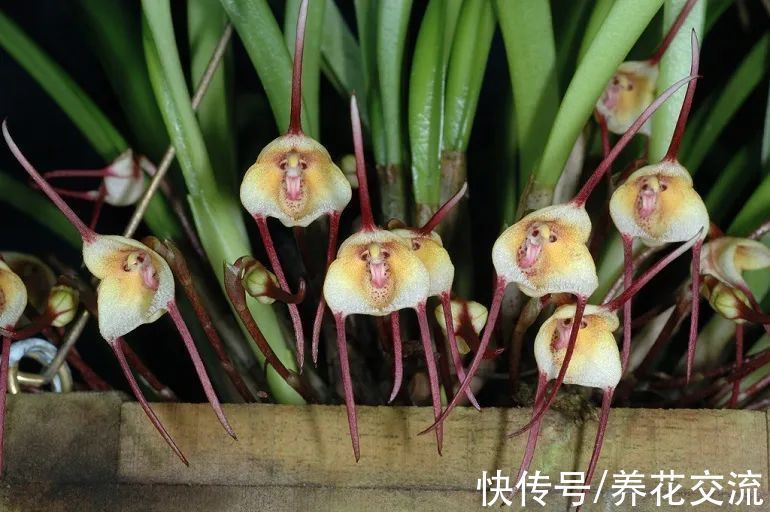 5种长相奇特的开花植物,南北地区都有合适的品种可选