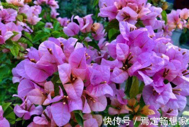 5种常见花，堪称“花机器”，家里随便养一盆，四季能看花