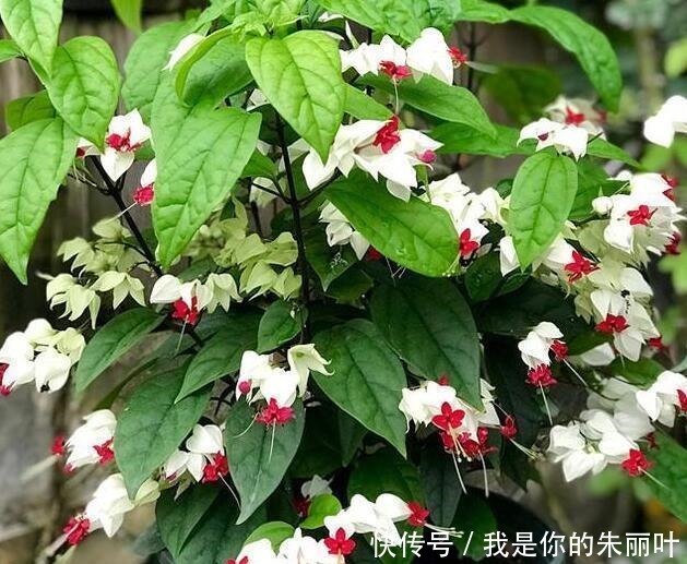 漂亮|喜欢在家中养护花卉,就选择“优雅多姿”的花卉,花型独特,漂亮