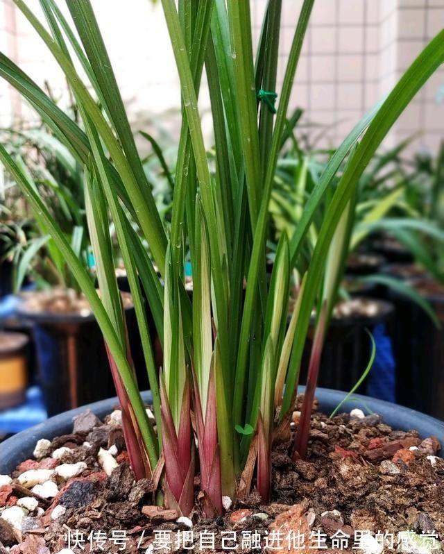 秋天养兰花,给它喂上2种“出芽肥”,新芽嗖嗖冒、花开更加旺盛